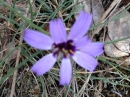 flower  : nom scientifique : Catananche caerulea L. , Catananche , Asteraceae 