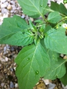 leaf  : nom scientifique : Solanum nigrum L. , Solanum , Solanaceae 