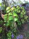 leaf :