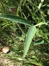 leaf :