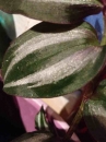 leaf :
