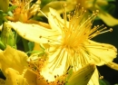 flower  : nom scientifique : Hypericum perforatum L. , Hypericum , Hypericaceae 