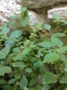 flower  : 