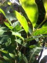 leaf  : 
