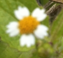flower  : nom scientifique : Galinsoga quadriradiata Ruiz & Pav. , Galinsoga , Asteraceae 
