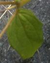 leaf  : nom scientifique : Galinsoga quadriradiata Ruiz & Pav. , Galinsoga , Asteraceae 