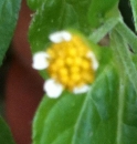 flower  : nom scientifique : Galinsoga quadriradiata Ruiz & Pav. , Galinsoga , Asteraceae 