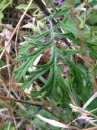 leaf  : nom scientifique : Senecio jacobaea L. , Senecio , Asteraceae 