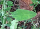 leaf  : nom scientifique : Chenopodium L. , Amaranthaceae 