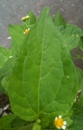 leaf  : nom scientifique : Galinsoga quadriradiata Ruiz & Pav. , Galinsoga , Asteraceae 