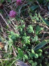 whole  : nom scientifique : Trifolium pratense L. , Trifolium , Fabaceae 