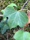 leaf  : nom scientifique : Hedera helix L. , Hedera , Araliaceae 