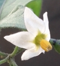 flower : nom scientifique : Solanum nigrum L. , Solanum , Solanaceae