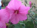 flower :