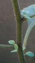 stemleaf : nom scientifique : Solanum nigrum L. , Solanum , Solanaceae