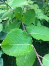 leaf :