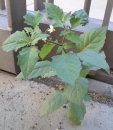 whole : nom scientifique : Solanum nigrum L. , Solanum , Solanaceae