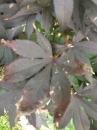 leaf  : 