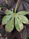 leaf  : 