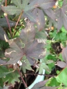 leaf  : 