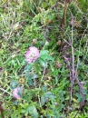 flower :