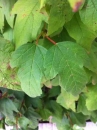 leaf :