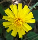 flower : nom scientifique : Hieracium murorum L. , Hieracium , Asteraceae