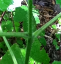 stemleaf  : 