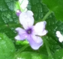 flower  : 