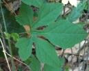 leaf  : nom scientifique : Momordica charantia L. , Momordica , Cucurbitaceae 