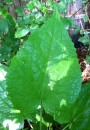 leaf  : 