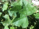 leaf : nom scientifique : Lavatera cretica L. , Lavatera , Malvaceae