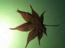 leaf :
