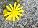 flower  : nom scientifique : Senecio inaequidens DC. , Senecio , Asteraceae 