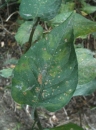 leaf  : nom scientifique : Solanum dulcamara L. , Solanum , Solanaceae 