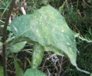 leaf  : nom scientifique : Solanum dulcamara L. , Solanum , Solanaceae 