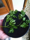 leaf :