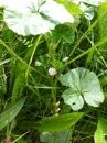 flower :
