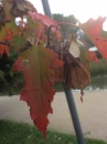 leaf :