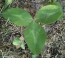 leaf  : nom scientifique : Trifolium pratense L. , Trifolium , Fabaceae 