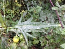 leaf  : nom scientifique : Solanum laciniatum Aiton , Solanum , Solanaceae 