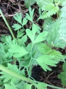 leaf  : nom scientifique : Fumaria officinalis L. , Fumaria , Papaveraceae 