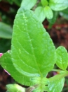 leaf  : nom scientifique : Salvia microphylla Kunth , Salvia , Lamiaceae 