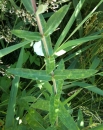 stemleaf  : nom scientifique : Lythrum salicaria L. , Lythrum , Lythraceae 