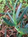 leaf  : nom scientifique : Carpobrotus edulis (L.) N.E. Br. , Carpobrotus , Aizoaceae 