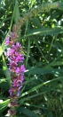 flower  : nom scientifique : Lythrum salicaria L. , Lythrum , Lythraceae 