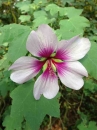 flower  : nom scientifique : Lavatera acerifolia Cav. , Lavatera , Malvaceae 