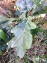 leaf  : nom scientifique : Quercus robur L. , Quercus , Fagaceae 