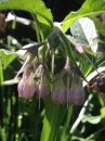 flower  : nom scientifique : Symphytum officinale L. , Symphytum , Boraginaceae 