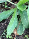 leaf  : nom scientifique : Pilosella officinarum F.W. Schultz & Sch. Bip. , Pilosella , Asteraceae 